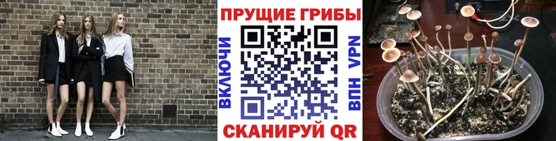 hydra ссылка  где продают наркотики  Димитровград  Галлюциногенные грибы Psilocybine cubensis 